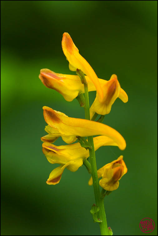DSCF2411.jpg