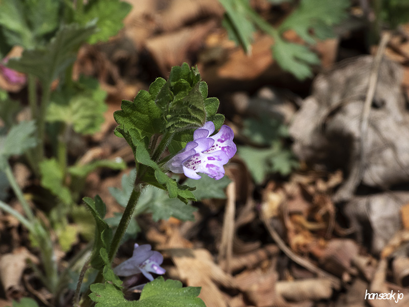 DSCN1617.jpg