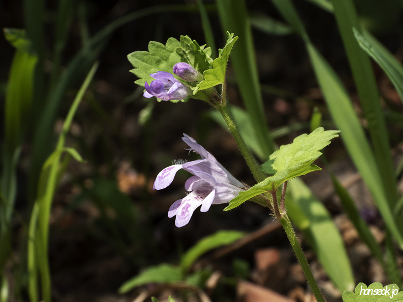 DSCN1611.jpg
