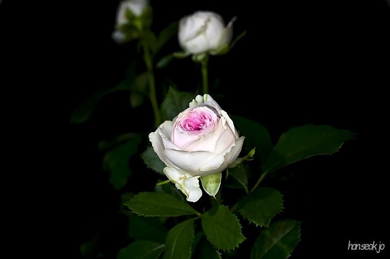 DSC_1476.jpg