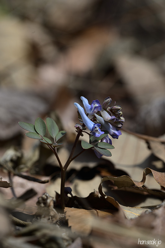 DSC_1606.jpg
