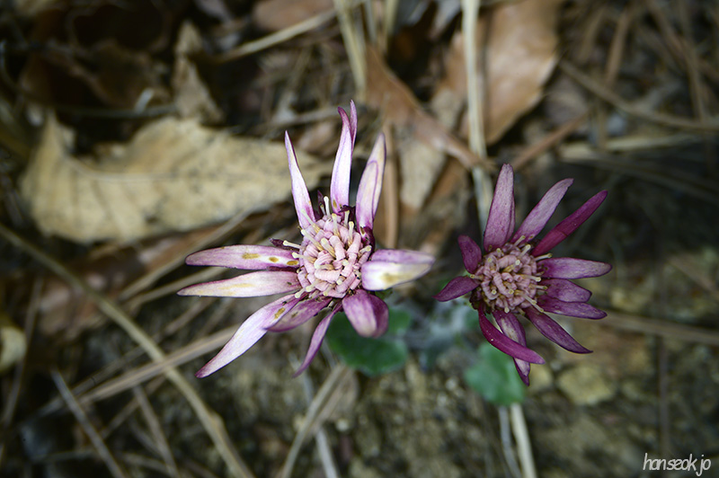 DSC_1657.jpg