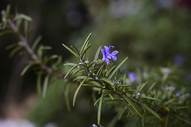DSC_1282.jpg