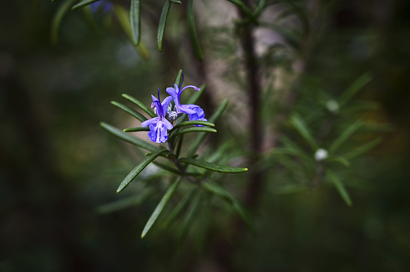 DSC_1283.jpg