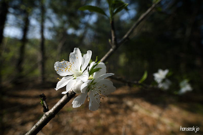 DSC_4969.jpg