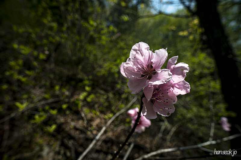 DSC_4991.jpg