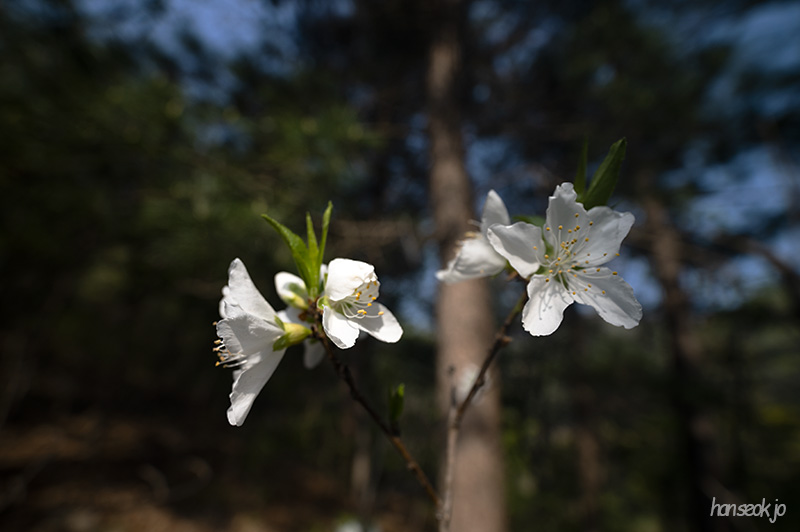 DSC_4968.jpg