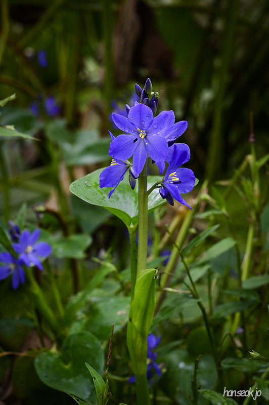 DSC_4593.jpg