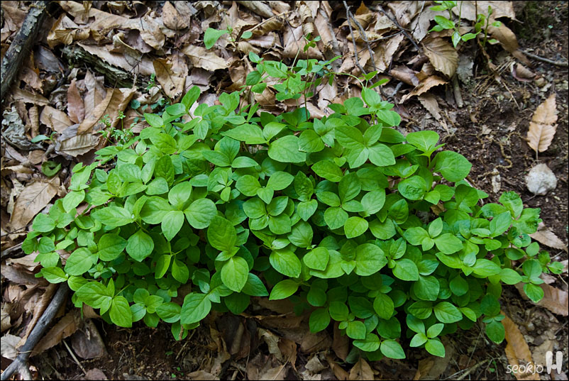 DSCF8063.jpg