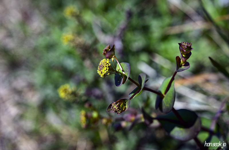 DSC_2259.jpg