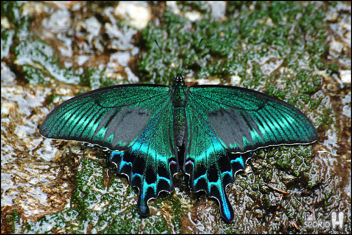 DSCF7990.jpg