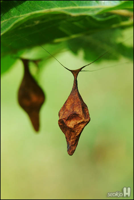 DSCF9715.jpg