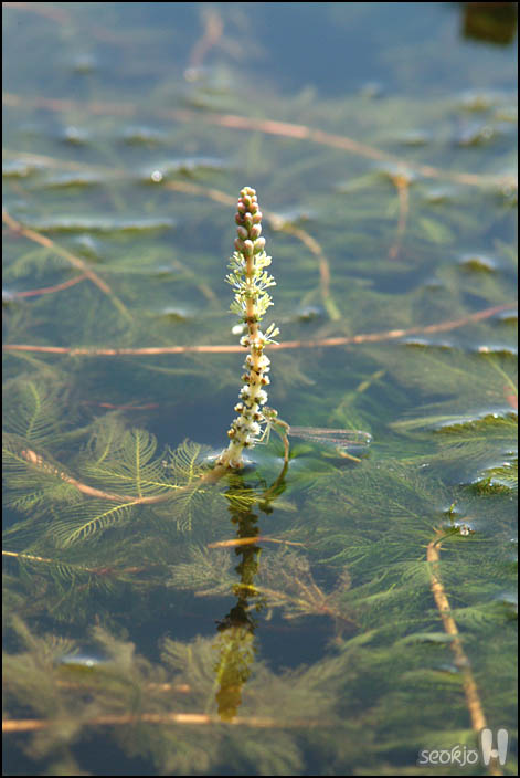 DSCF1017.jpg