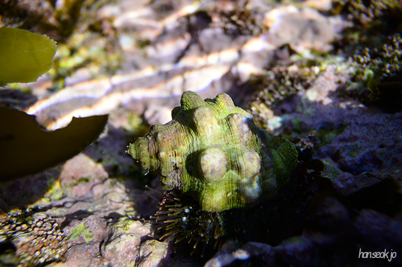 DSC_1009.jpg