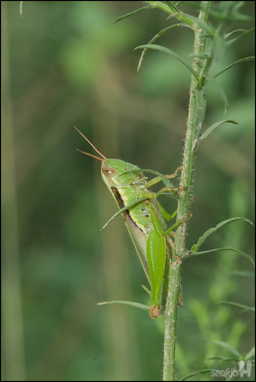 DSCF8632.jpg