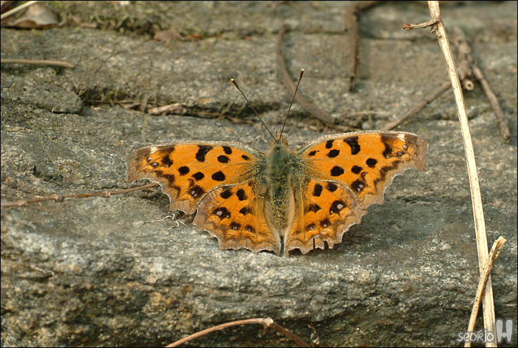 DSCF2271.jpg