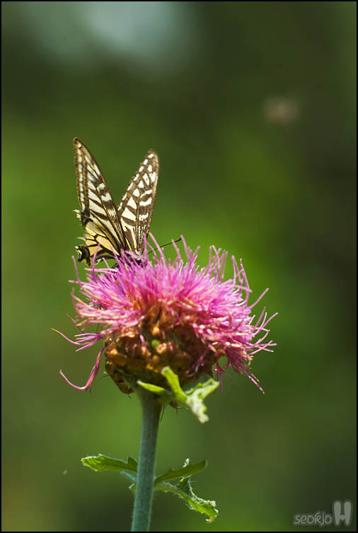 DSCF1231.jpg