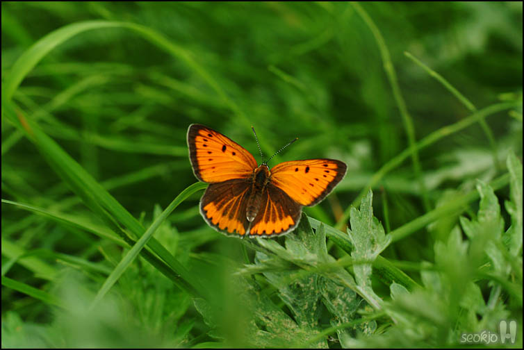 DSCF1526.jpg