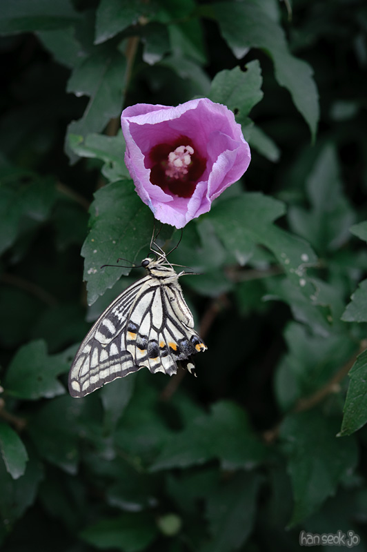 HSJ_0761.jpg