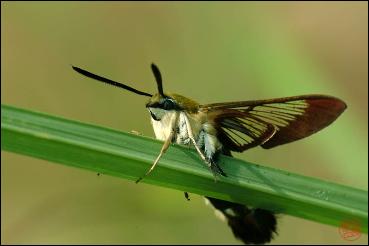 DSCF2787.jpg