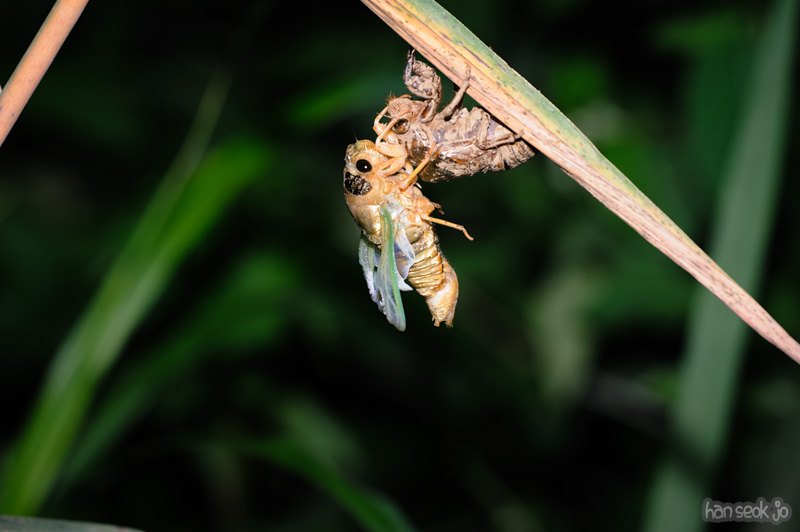 HSJ_0965.jpg