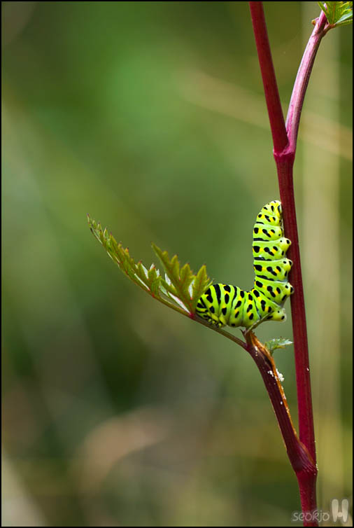 DSCF4179.jpg