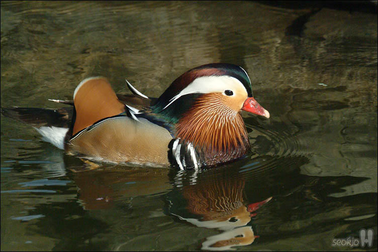 DSCF6043.jpg
