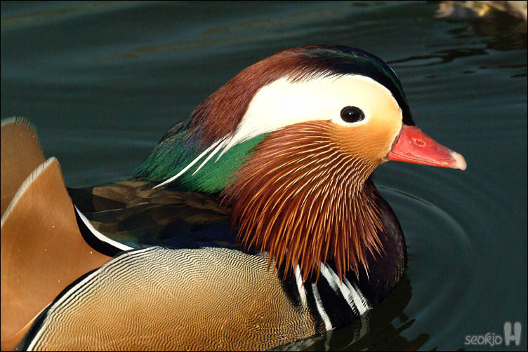 DSCF6045.jpg