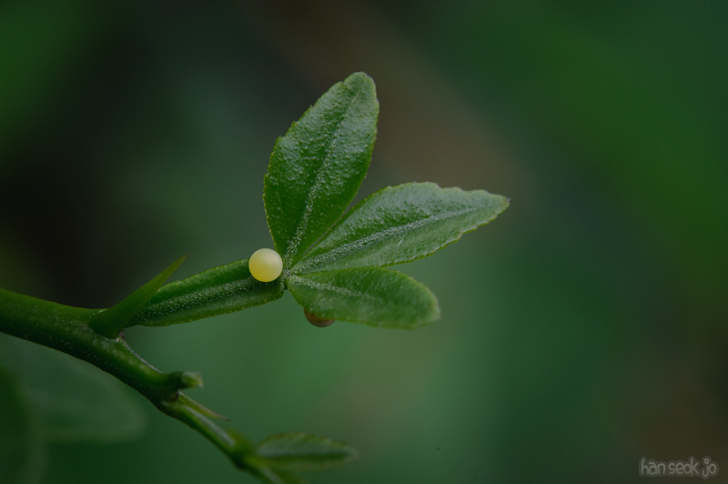 HSJ_0958.jpg