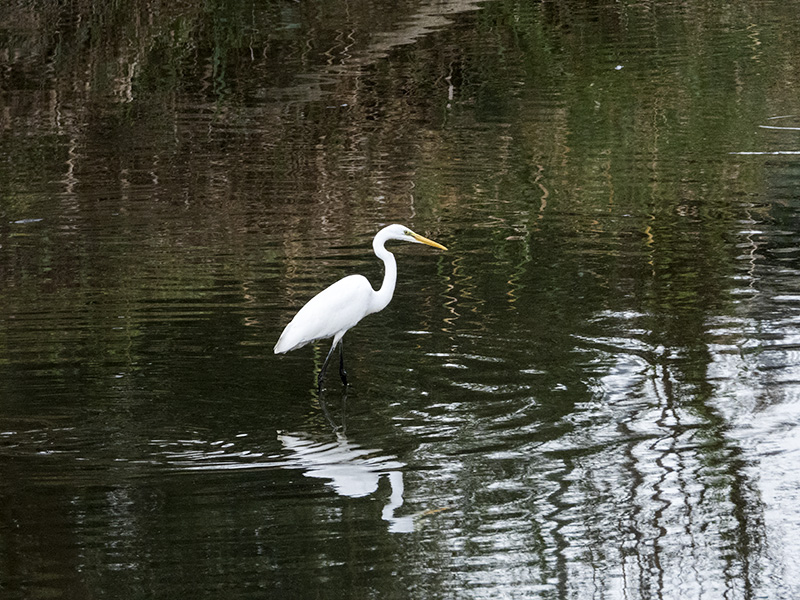 DSCN1501.jpg