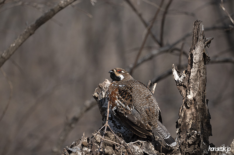 DSC_4875.jpg