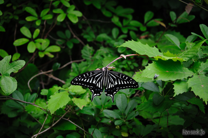HSJ_0611.jpg