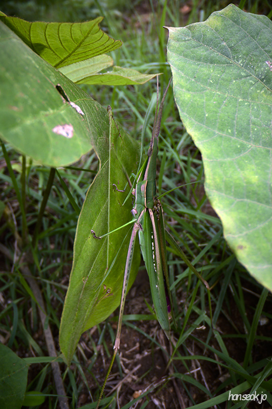 DSC_4463.jpg