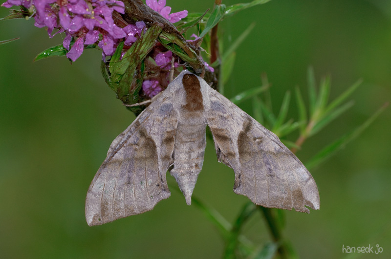 DSC_2497.jpg