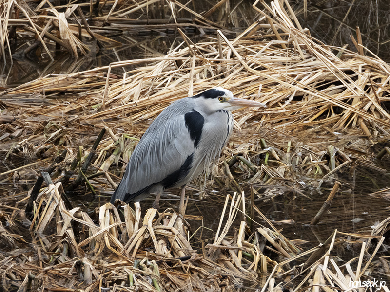 DSCN1537.jpg
