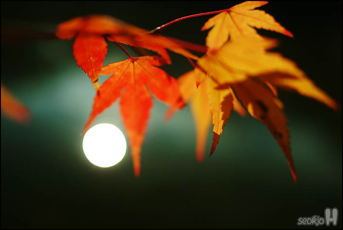 DSCF0895.jpg