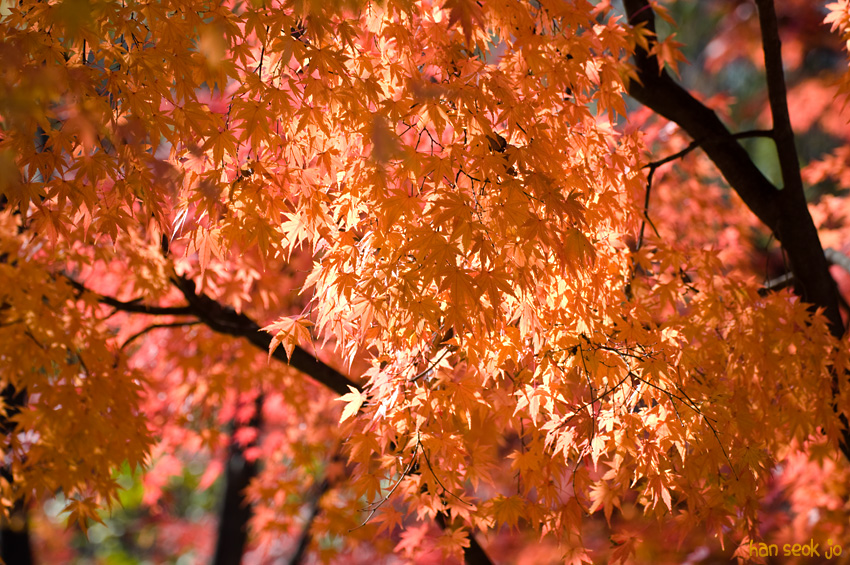 DSC_8696.jpg