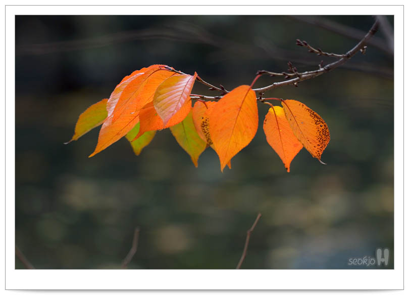DSCF4970.jpg