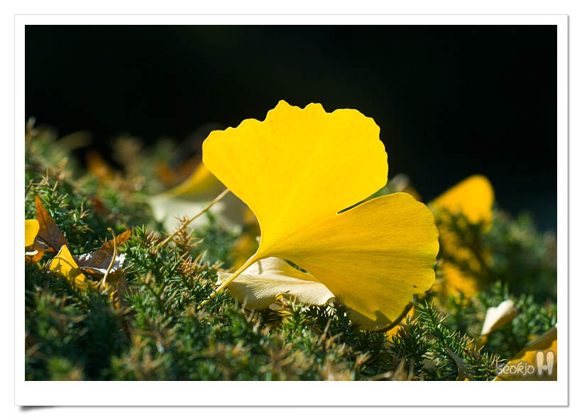 DSCF5171.jpg