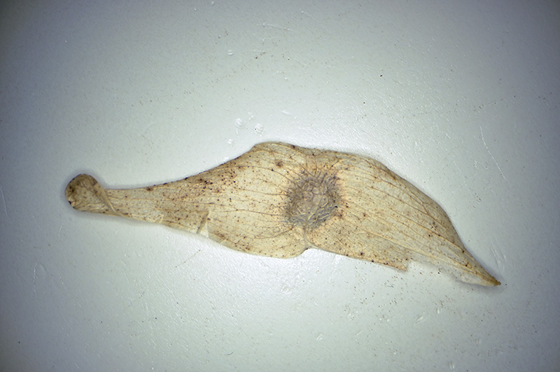DSC_1419.jpg