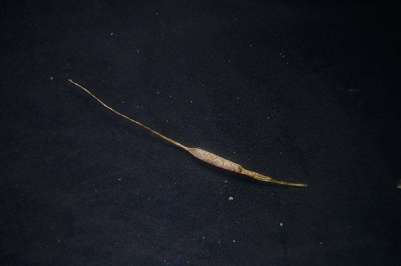 DSC_1125.jpg