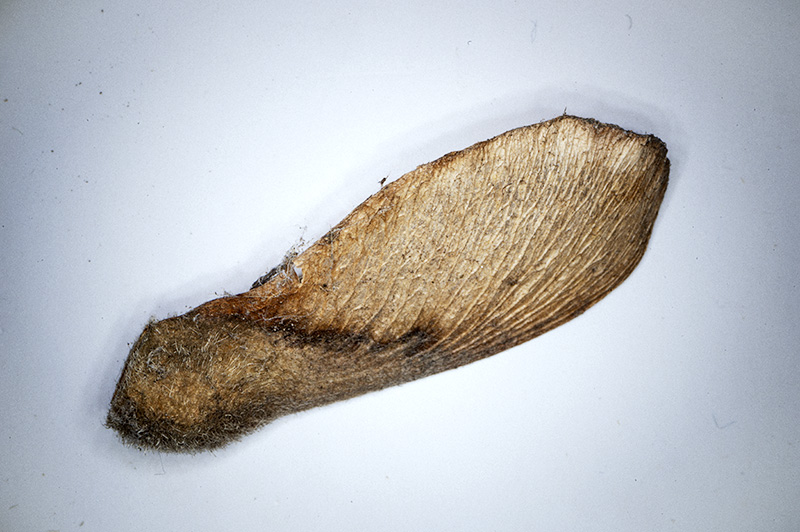 DSC_2124.jpg