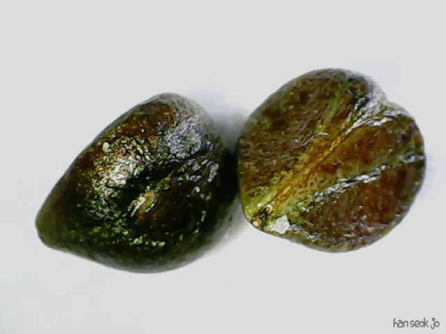 1108a.jpg