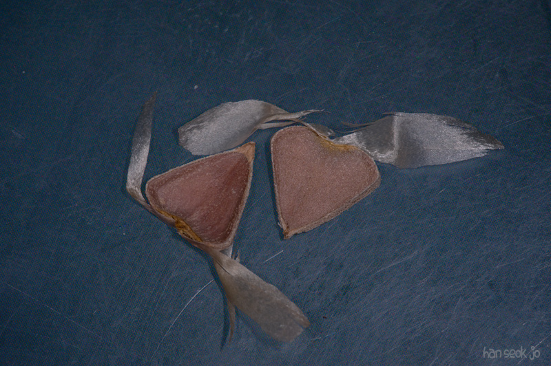 HSJ_6403.jpg