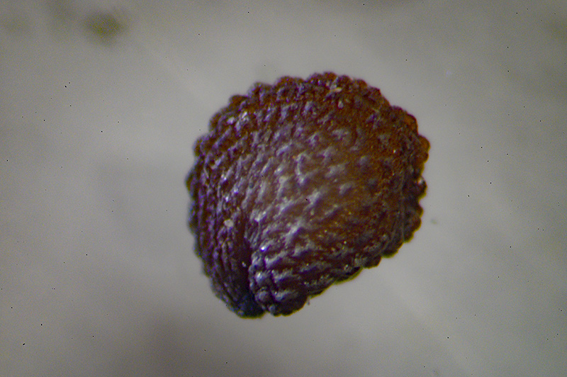 DSC_2584.jpg