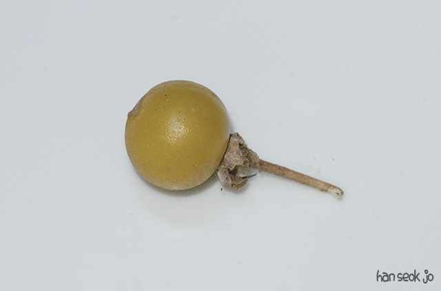 HSJ_5331.jpg