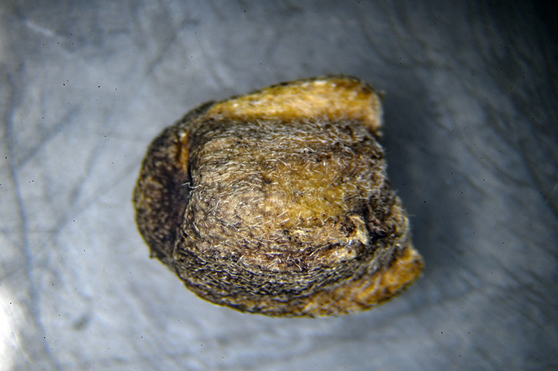 DSC_0698.jpg