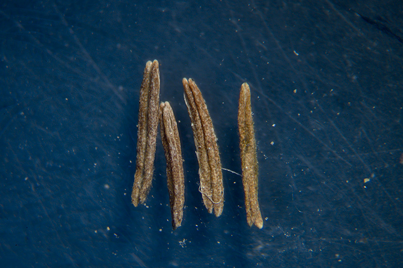 DSC_2716.jpg