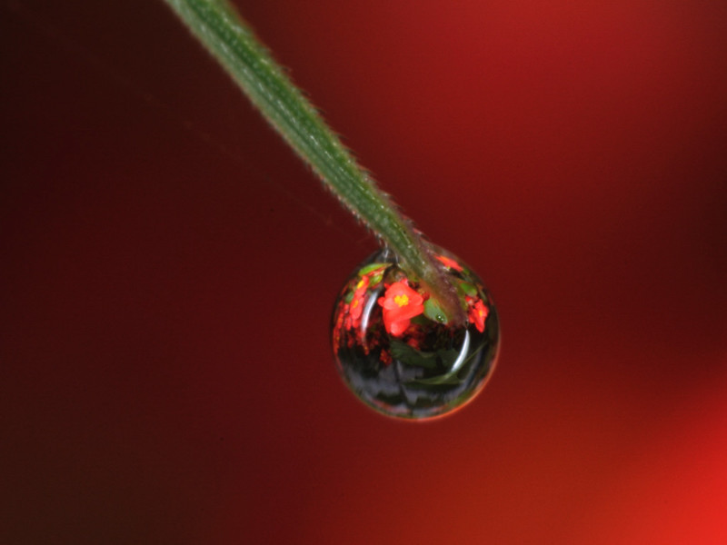 dew-34.jpg