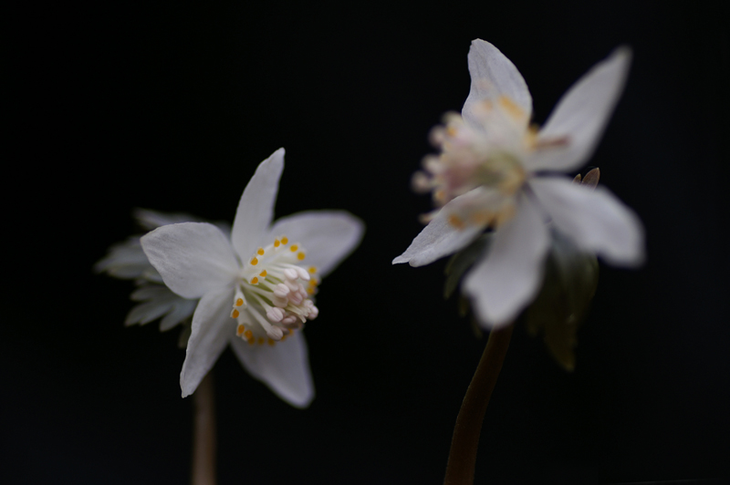 PICT0136-crop-re.jpg
